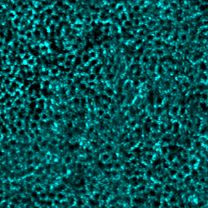 P-GAN illustration image