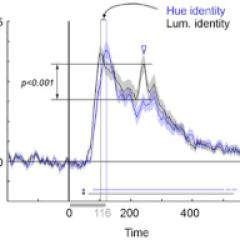 Temporal dynamics of the Representation of Hue and Luminance Polarity