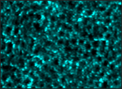P-GAN illustration image